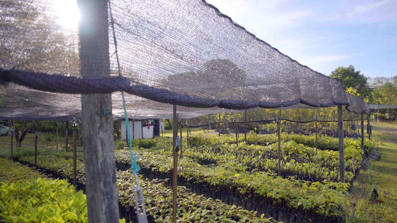 image_article_2022_Zurich Cares_Hope for Endangered Trees_full plant